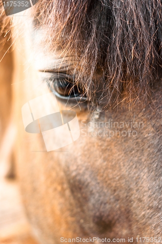 Image of Eye of a horse closeup with focus on hair. Lots of copyspace