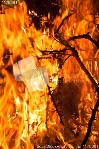 Image of Closeup of burning bushes