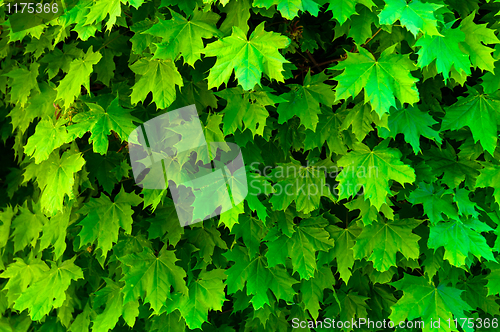 Image of fresh green maple leaf texture