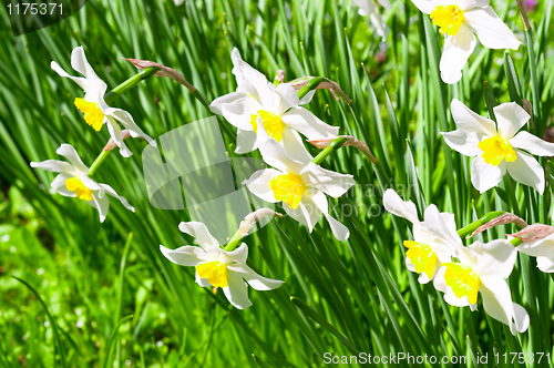 Image of Beautiful white flowers. Narcissus