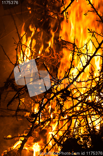 Image of Wildfire burning bush