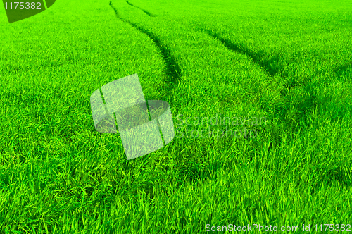 Image of fresh green grass with path