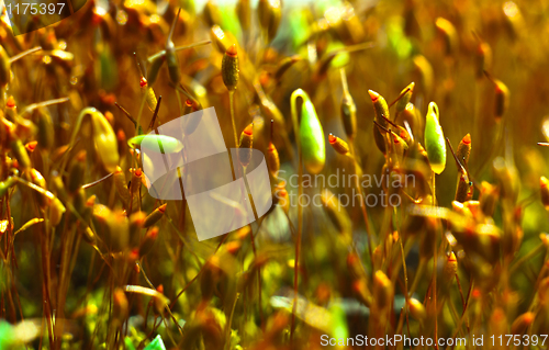 Image of Bright red moss macro shot