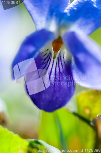 Image of A blue flower macro shot