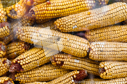 Image of Dry corn texture