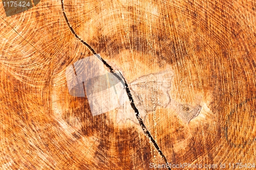 Image of Wood texture with crack in it