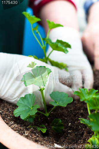 Image of Young green plant with potting in the background