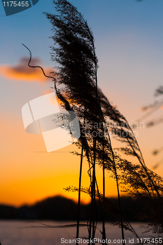 Image of A bamboo against sunset and horizon