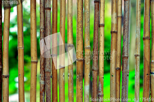 Image of Bamboo background on green blurry background with copyspace