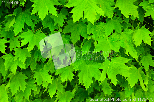 Image of Texture of fresh green maple leaves