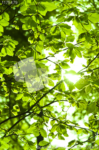 Image of Sun shining trough leaf in forest