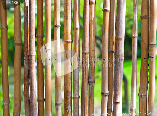 Image of Bamboo with green blurry background