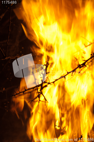 Image of Closeup of burning bushes