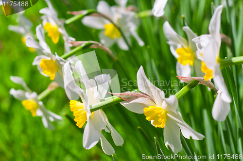 Image of Beautiful white flowers on green background. Narcissus