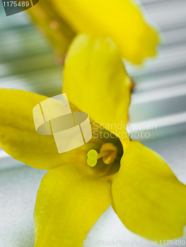 Image of Closeup of a yelllow flower with selective focus