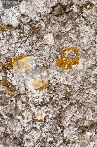 Image of Aged rock texture background closeup with moss