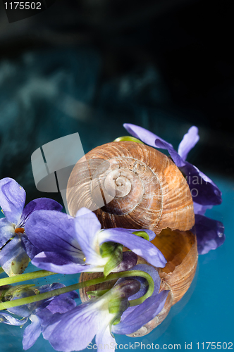Image of Shell of a snail with purple flowers around it