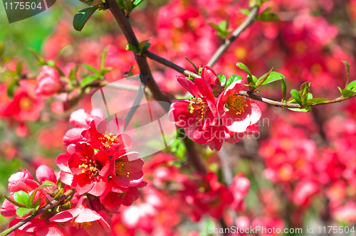 Image of Red flowers on bush with blurry background