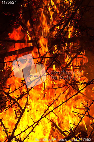 Image of Wildfire burning bush