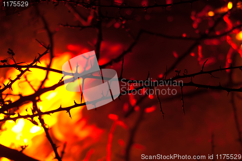 Image of Wildfire burning with thorn in focus