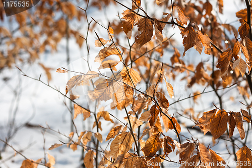 Image of Yellow autumnal leaves on blurry background