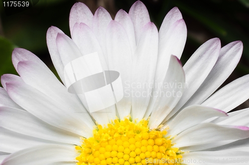 Image of White flower macro shot
