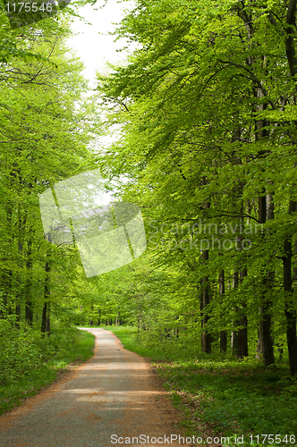 Image of Road in the forest at spring