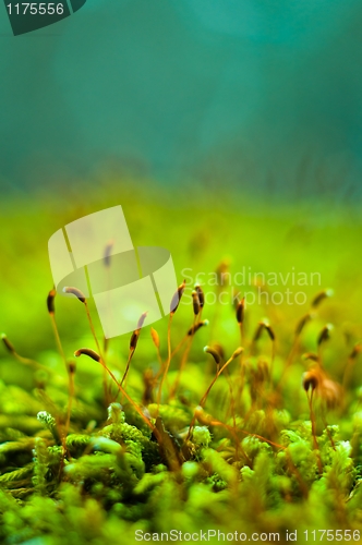 Image of Macro shot of fresh green moss