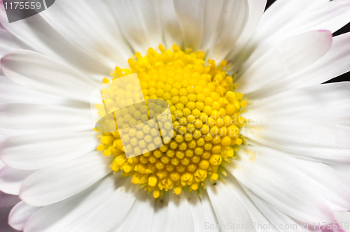 Image of Closeup of a white flower with yellow center