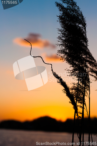 Image of A bamboo against sunset and horizon