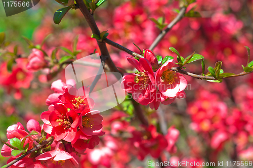 Image of Pink flowers on a bush