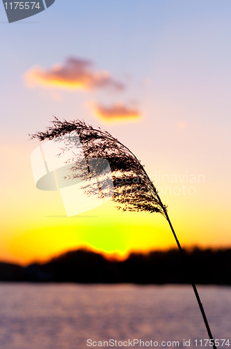 Image of Beautiful sunset with bamboo silhouette