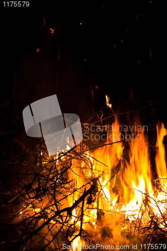 Image of Closeup of burning bushes