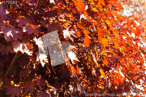 Image of red leaves with intense sunshine