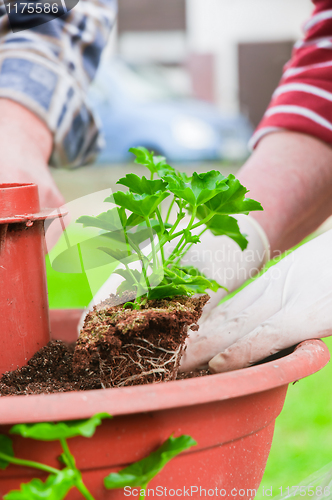 Image of hand planting fresh green plants with blurry background