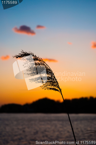 Image of A bamboo against sunset and horizon