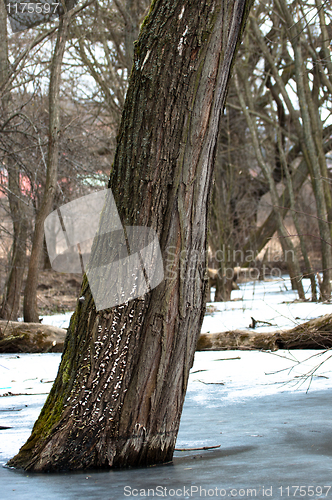 Image of Tree frozen in ice with blurry background