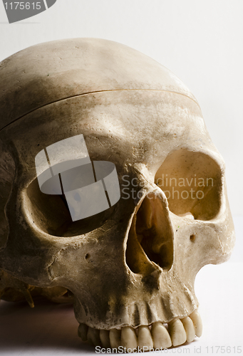 Image of Human skull isolated on white background