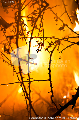 Image of Wildfire in the forest