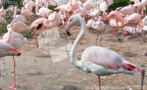 Image of A group of pink flamingos standing