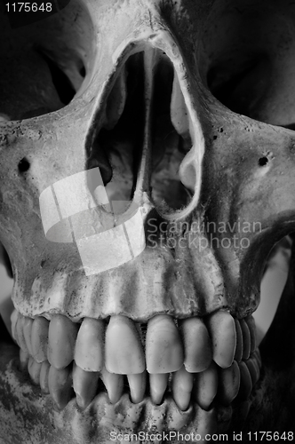 Image of Close up of a human skull