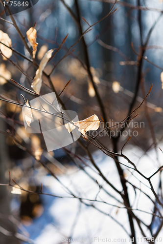 Image of Closeup of brown leaves in snowy forest with blurry background