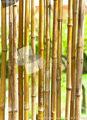 Image of Bamboo with green blurry background