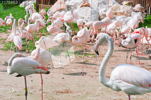 Image of A group of pink flamingos standing