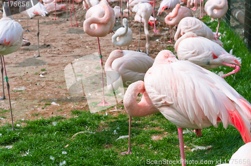 Image of A group of pink flamingos standing