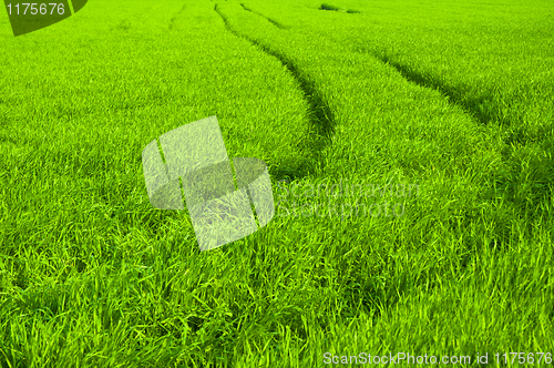 Image of fresh green grass with path
