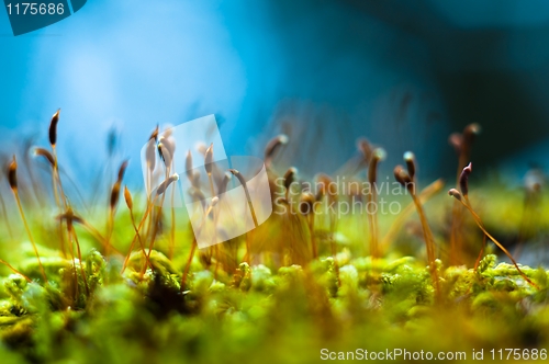 Image of Macro shot of fresh green moss