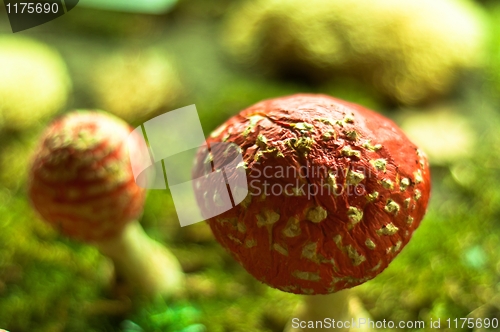 Image of Red mushrooms in the forest of fantasy