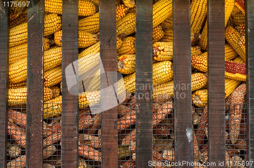 Image of A cage full of yellow corn