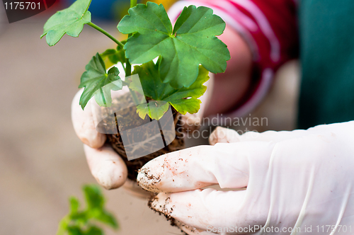 Image of Hand potting young green plant in soil